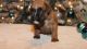 Boxer Puppies for sale in Columbus, OH 43215, USA. price: NA