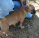 Boxer Puppies for sale in Eden, NC 27288, USA. price: NA