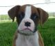 Boxer Puppies for sale in Chicago, IL 60638, USA. price: NA