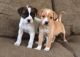 Boxer Puppies for sale in Utah County, UT, USA. price: NA