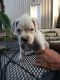 Boxer Puppies for sale in Waterloo, NE 68069, USA. price: $600