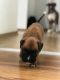 Boxer Puppies for sale in Colorado Springs, CO, USA. price: $400