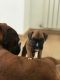 Boxer Puppies for sale in Colorado Springs, CO, USA. price: $400
