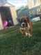 Boxer Puppies for sale in Colorado Springs, CO, USA. price: $500