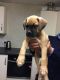 Boxer Puppies for sale in Pittsburgh, PA, USA. price: $400
