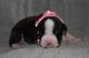 Boxer Puppies for sale in Hillsville, VA 24343, USA. price: $1,000