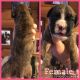 Boxer Puppies for sale in Windsor, NY 13865, USA. price: NA