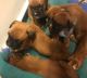 Boxer Puppies for sale in Canal Winchester South Rd, Canal Winchester, OH 43110, USA. price: NA