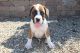 Boxer Puppies for sale in Sugarcreek, OH 44681, USA. price: NA