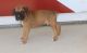 Boxer Puppies for sale in Sacramento, CA 95834, USA. price: $500