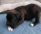 Boxer Puppies for sale in Eden, NC 27288, USA. price: NA