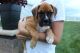 Boxer Puppies for sale in Sugarcreek, OH 44681, USA. price: NA