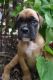 Boxer Puppies for sale in 90005 Peterson Hill Rd, Bayfield, WI 54814, USA. price: NA