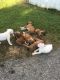 Boxer Puppies for sale in Mechanicsburg, OH 43044, USA. price: NA