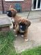 Boxer Puppies for sale in Toronto, OH 43964, USA. price: NA