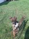 Boxer Puppies for sale in Edmore, MI 48829, USA. price: NA