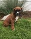 Boxer Puppies for sale in Middle River, MD, USA. price: NA