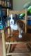 Boxer Puppies for sale in Fredericksburg, VA 22401, USA. price: NA
