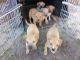 Boxer Puppies for sale in Hephzibah, GA 30815, USA. price: NA
