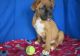 Boxer Puppies for sale in Mountain Brook, AL 35209, USA. price: NA