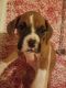 Boxer Puppies for sale in Elkton, VA 22827, USA. price: NA