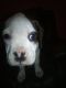 Boxer Puppies for sale in Georgetown, SC 29440, USA. price: NA