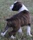 Boxer Puppies for sale in Norwich, CT, USA. price: NA