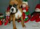 Boxer Puppies for sale in Poland, ME 04274, USA. price: NA