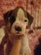 Boxer Puppies for sale in Elkton, VA 22827, USA. price: NA