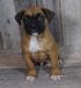 Boxer Puppies for sale in Sacramento, CA 95820, USA. price: $400