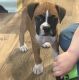 Boxer Puppies for sale in Flint, MI 48504, USA. price: $500