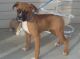 Boxer Puppies for sale in Birmingham, AL 35238, USA. price: NA
