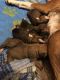 Boxer Puppies for sale in Thomasville, NC 27360, USA. price: NA