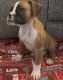 Boxer Puppies for sale in Mountain Brook, AL 35259, USA. price: NA