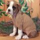 Boxer Puppies for sale in Albuquerque, NM 87125, USA. price: $500