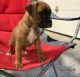 Boxer Puppies for sale in Calabasas, CA, USA. price: NA