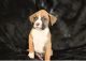 Boxer Puppies for sale in Live Oak, FL, USA. price: NA
