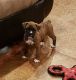 Boxer Puppies for sale in Paris, TX, USA. price: NA