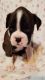 Boxer Puppies for sale in Amelia Court House, VA 23002, USA. price: $950