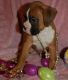 Boxer Puppies for sale in Saginaw, MI 48604, USA. price: $600
