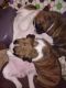 Boxer Puppies for sale in Portland, MI 48875, USA. price: $550