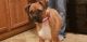 Boxer Puppies for sale in Kingsport, TN, USA. price: $400