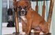 Boxer Puppies for sale in Waterbury, CT, USA. price: NA