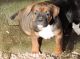 Boxer Puppies for sale in Chesnee, SC 29323, USA. price: $900
