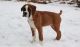 Boxer Puppies for sale in Salt Lake City, UT 84141, USA. price: $500