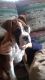 Boxer Puppies for sale in Elkton, MD 21921, USA. price: NA