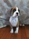 Boxer Puppies for sale in Hackettstown, NJ 07840, USA. price: $1,800