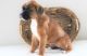 Boxer Puppies for sale in Omaha, NE, USA. price: $500