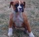 Boxer Puppies for sale in Russell Springs, KY 42642, USA. price: NA
