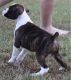 Boxer Puppies for sale in Madison, AL, USA. price: NA